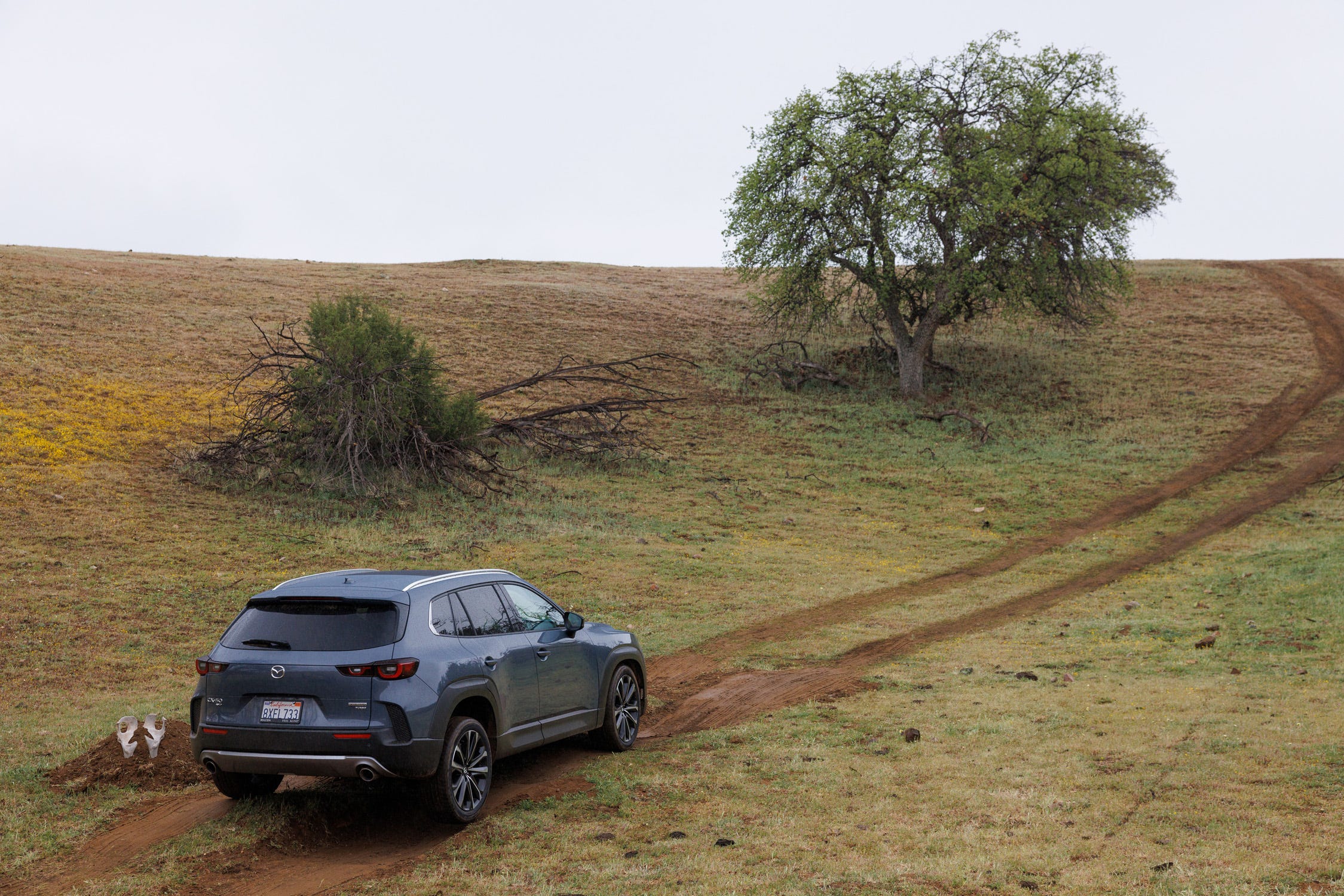 CX-50